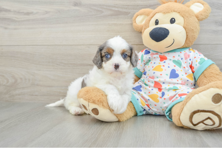 Best Cavapoo Baby
