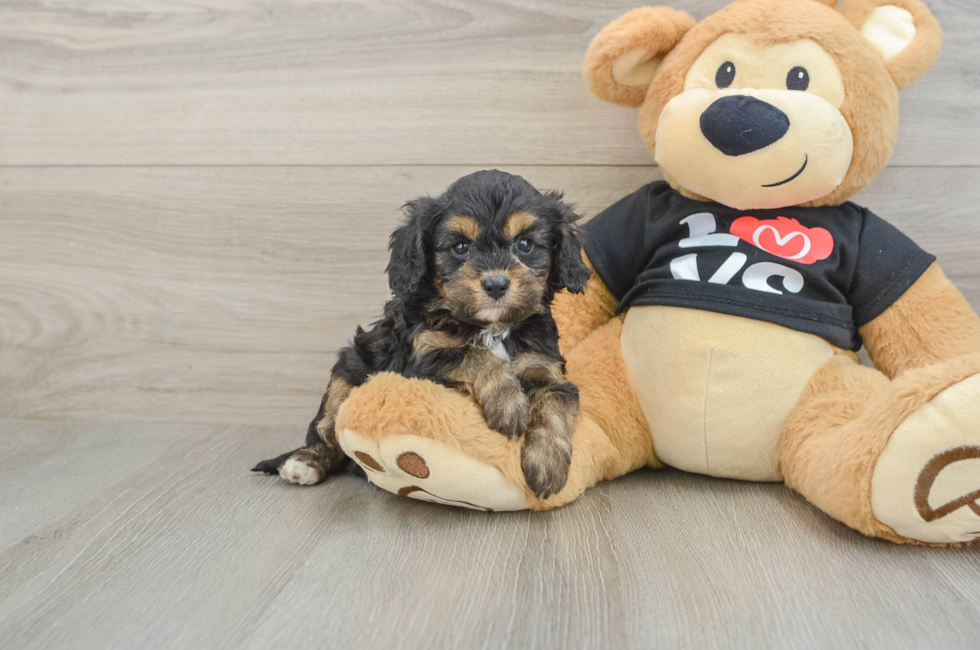 7 week old Cavapoo Puppy For Sale - Simply Southern Pups