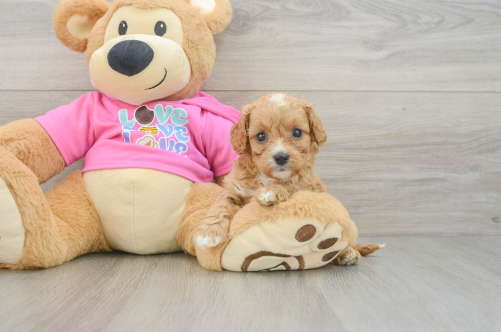 6 week old Cavapoo Puppy For Sale - Simply Southern Pups