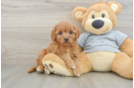 Best Cavapoo Baby