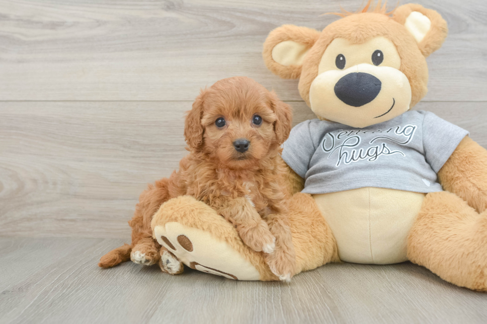 Best Cavapoo Baby