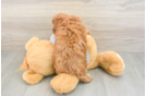 Best Cavapoo Baby