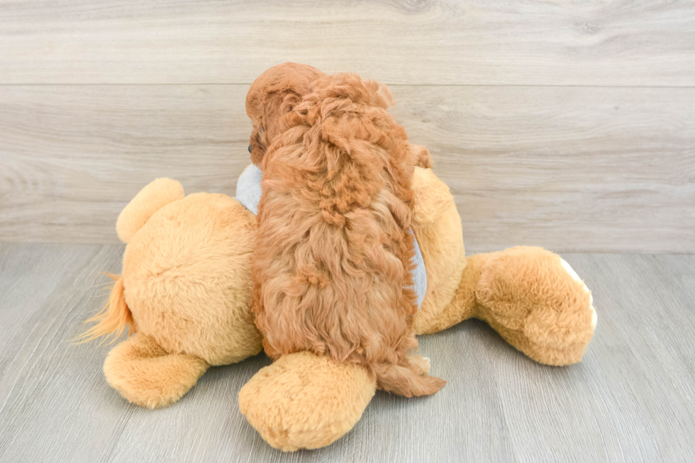 Best Cavapoo Baby