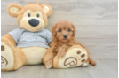 Sweet Cavapoo Baby