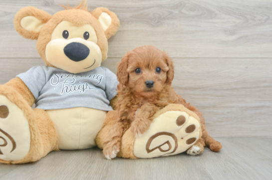 Sweet Cavapoo Baby