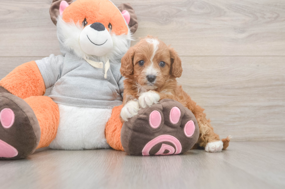 5 week old Cavapoo Puppy For Sale - Simply Southern Pups