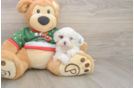 Cavapoo Puppy for Adoption