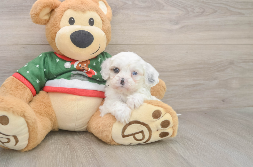 5 week old Cavapoo Puppy For Sale - Simply Southern Pups
