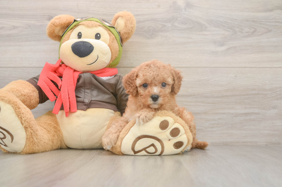 5 week old Cavapoo Puppy For Sale - Simply Southern Pups