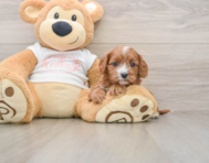 8 week old Cavapoo Puppy For Sale - Simply Southern Pups