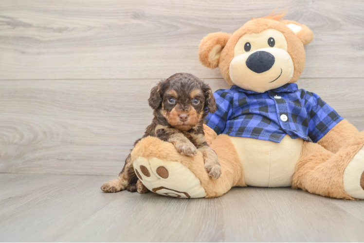 Hypoallergenic Cavadoodle Poodle Mix Puppy