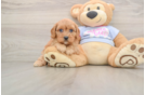 Fluffy Cavapoo Poodle Mix Pup