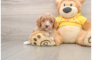 Best Cavapoo Baby