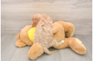 Cavapoo Puppy for Adoption