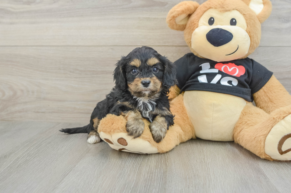 7 week old Cavapoo Puppy For Sale - Simply Southern Pups