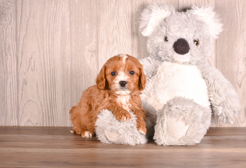 Best Cavapoo Baby