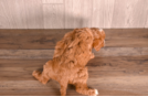 Cute Cavapoo Poodle Mix Pup