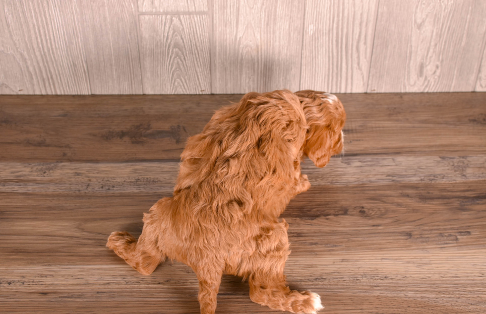 Cute Cavapoo Poodle Mix Pup