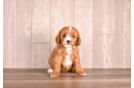 Cute Cavapoo Baby