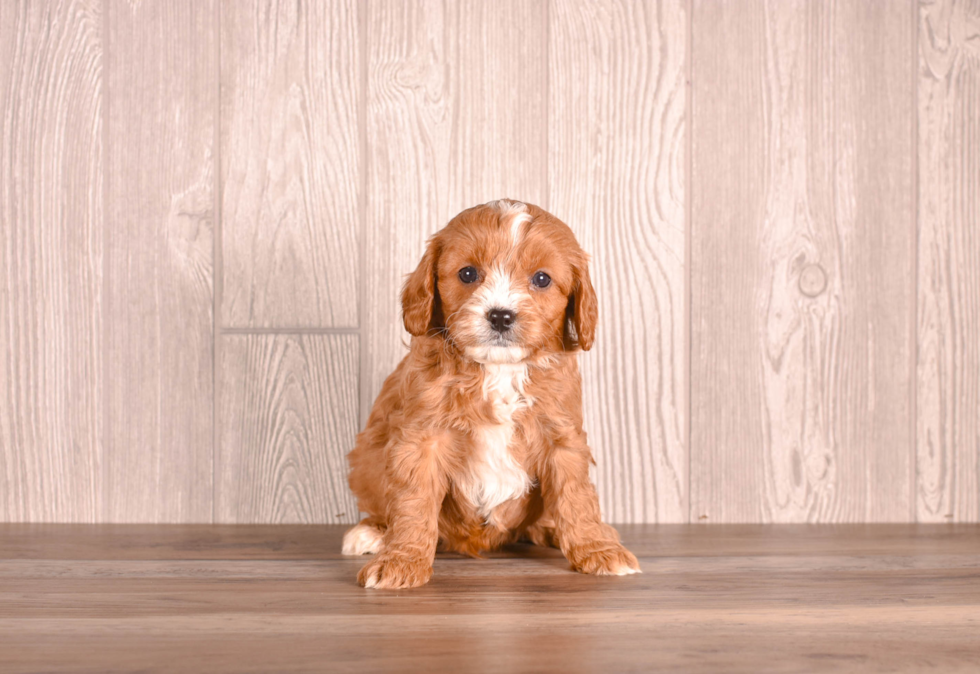 Cute Cavapoo Baby