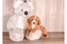 Cute Cavadoodle Poodle Mix Puppy
