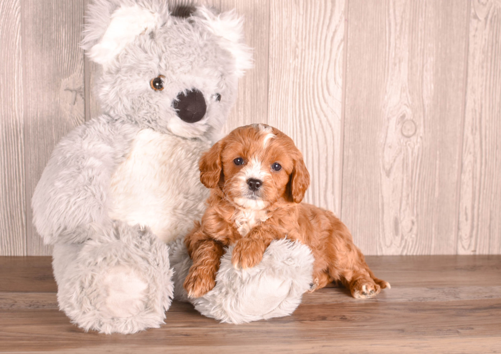 Cute Cavadoodle Poodle Mix Puppy