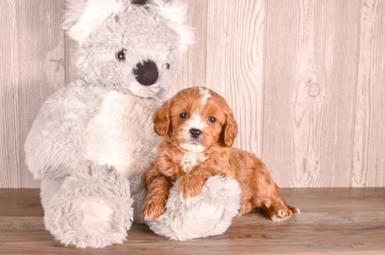 Cute Cavadoodle Poodle Mix Puppy