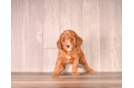 Cute Cavadoodle Poodle Mix Puppy