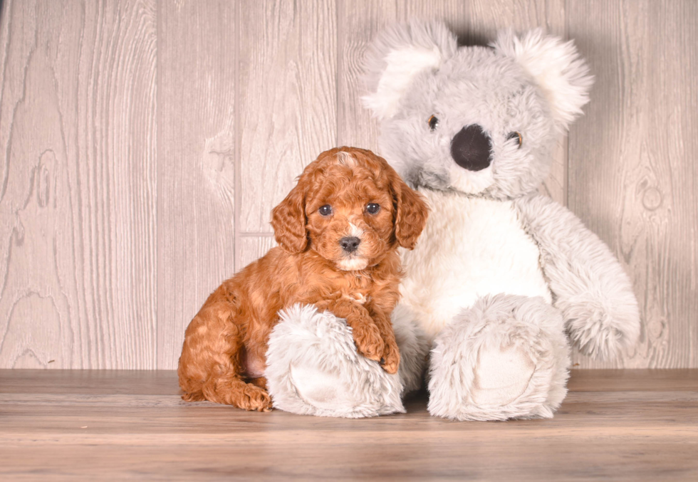 Best Cavapoo Baby