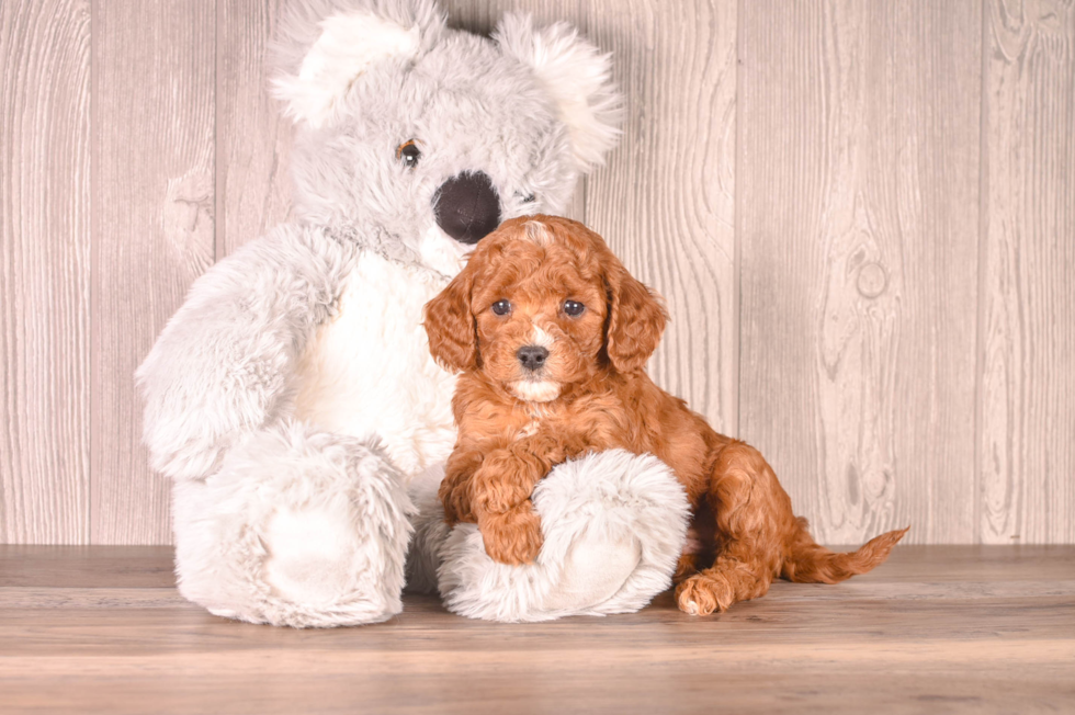 Best Cavapoo Baby