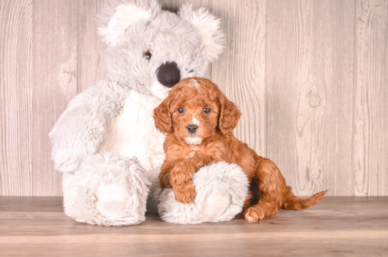 Best Cavapoo Baby