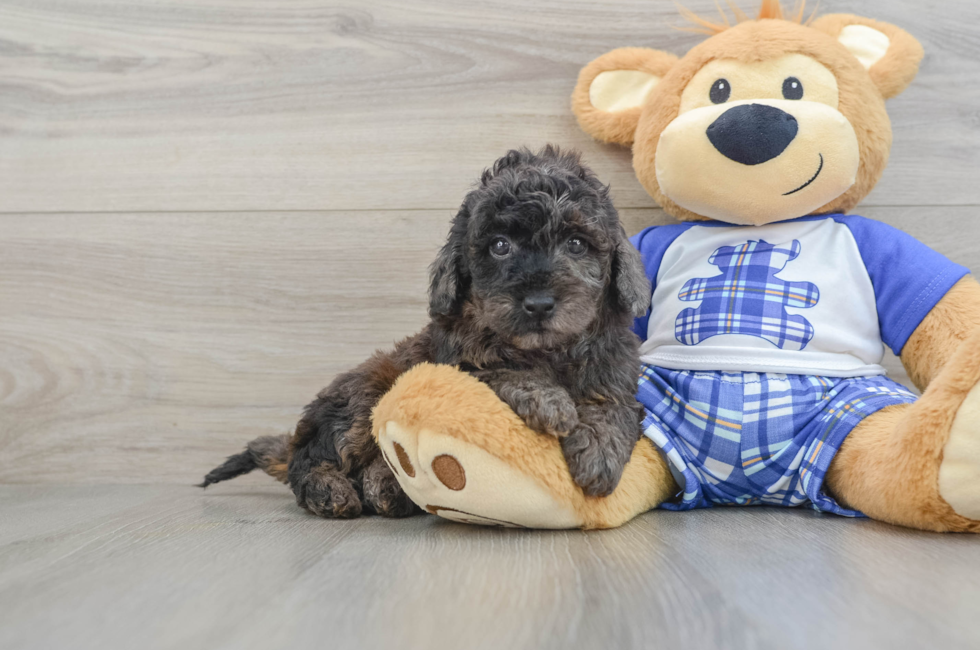 7 week old Cavapoo Puppy For Sale - Simply Southern Pups