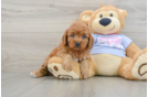 Popular Cavapoo Poodle Mix Pup