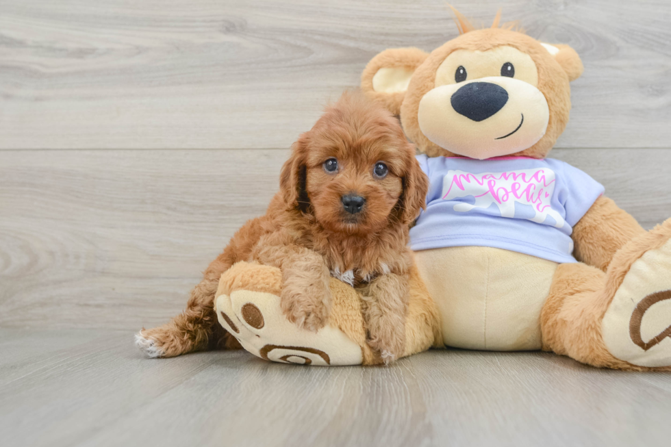 Popular Cavapoo Poodle Mix Pup