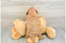 Cavapoo Pup Being Cute