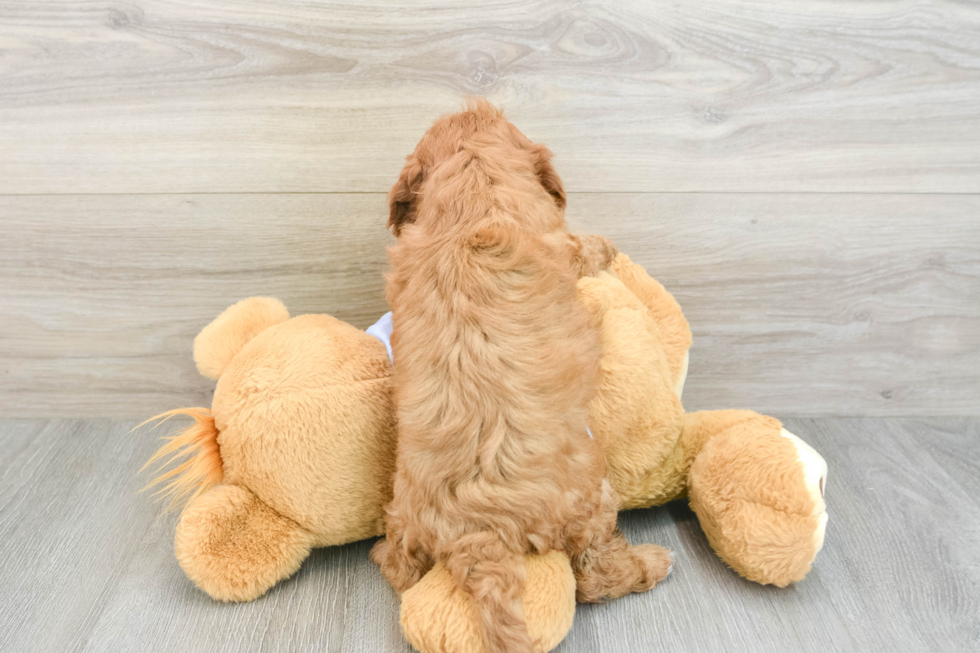 Cavapoo Pup Being Cute
