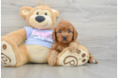Cavapoo Pup Being Cute