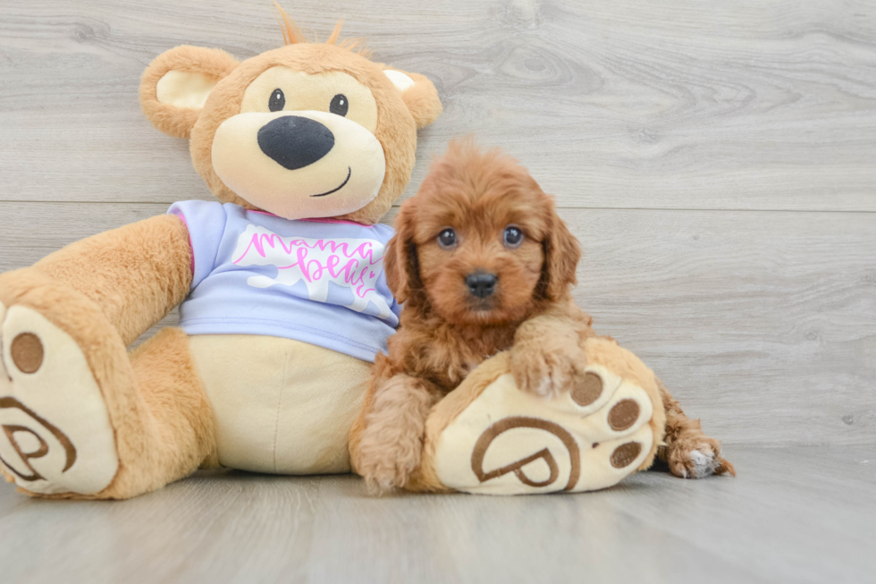 Cavapoo Pup Being Cute