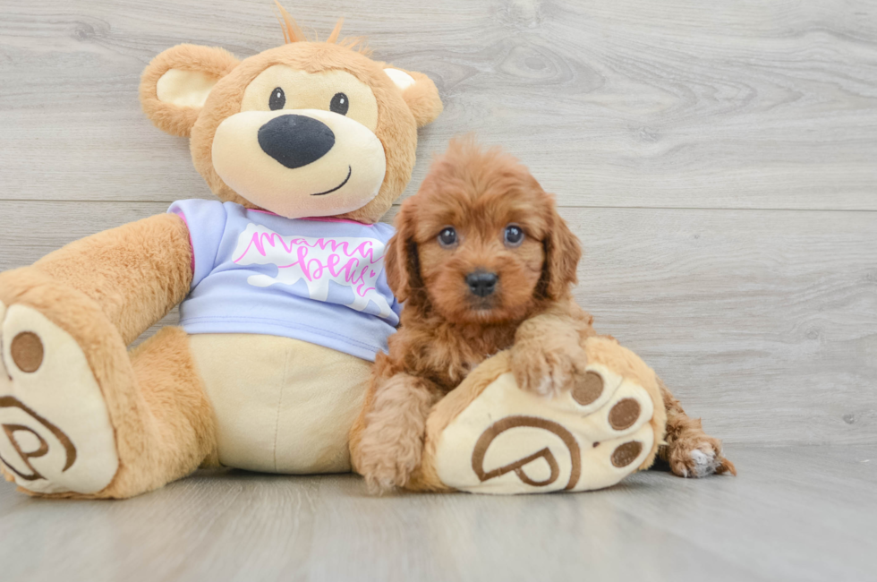 7 week old Cavapoo Puppy For Sale - Simply Southern Pups