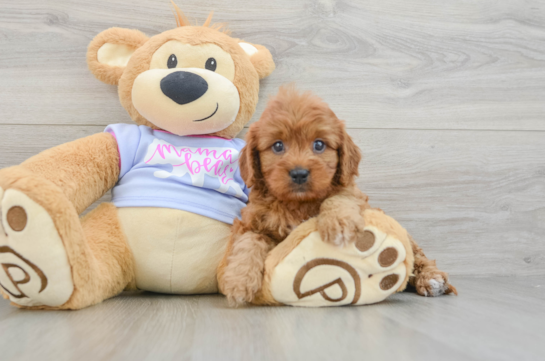 Cavapoo Pup Being Cute