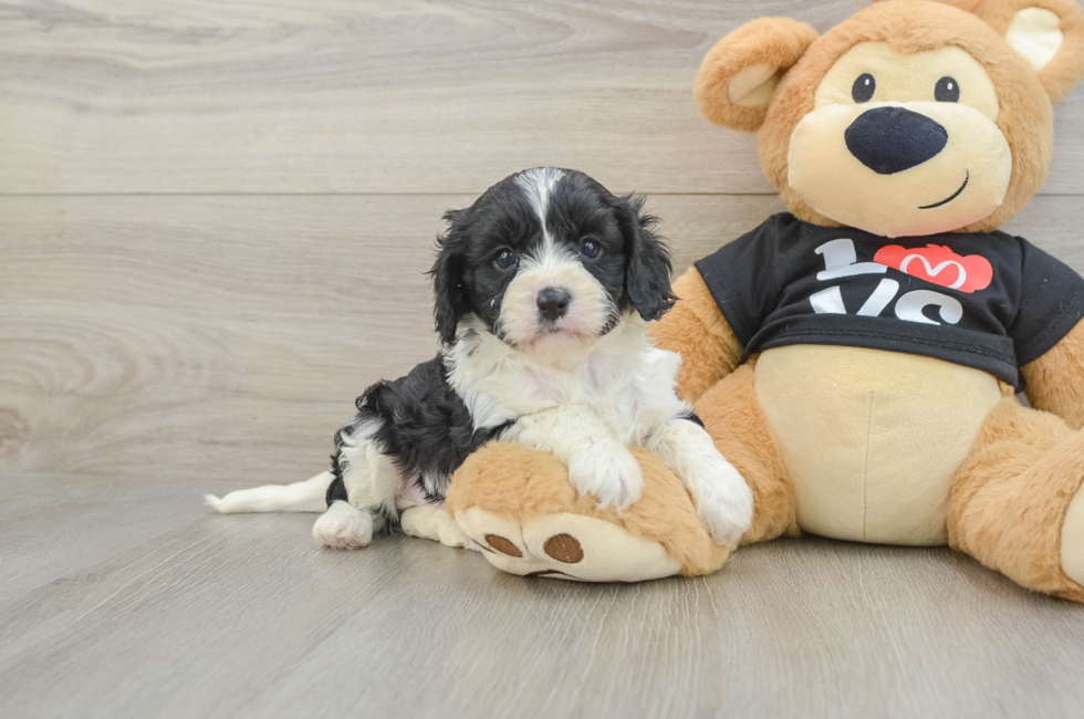 7 week old Cavapoo Puppy For Sale - Simply Southern Pups