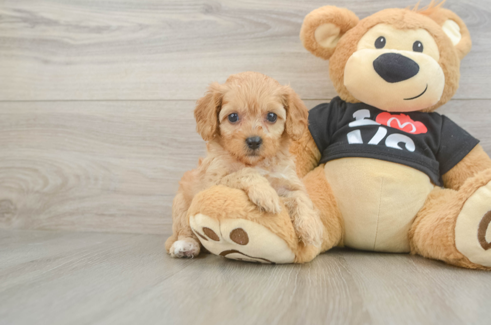 7 week old Cavapoo Puppy For Sale - Simply Southern Pups