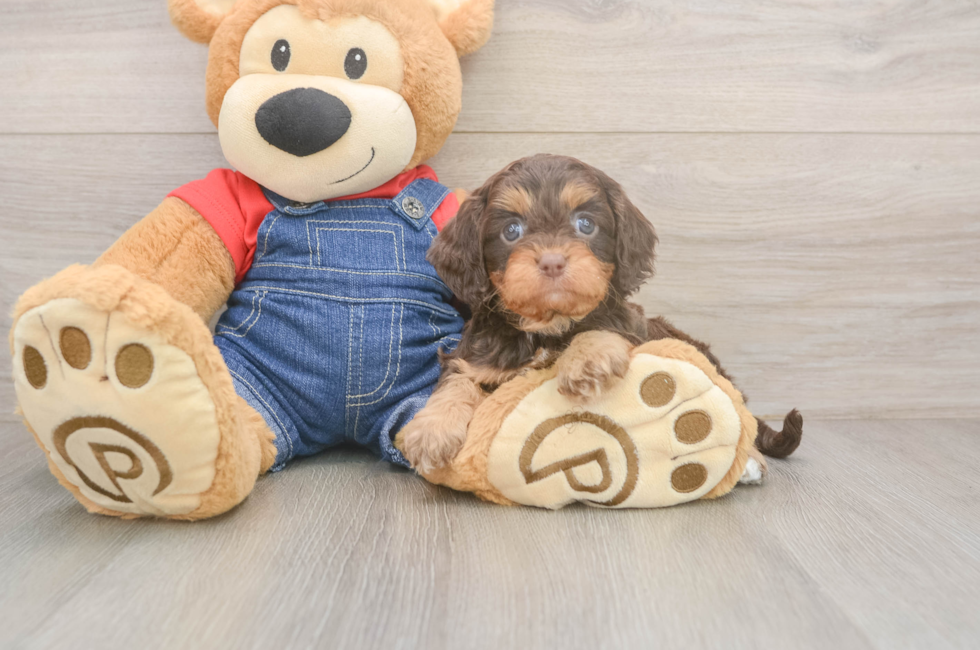 5 week old Cavapoo Puppy For Sale - Simply Southern Pups