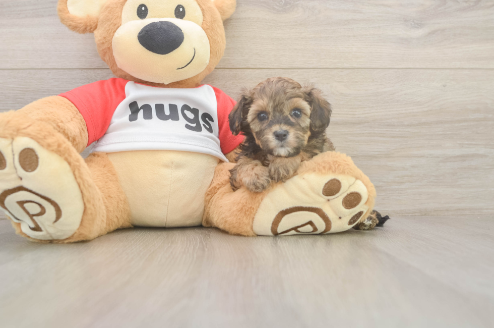 5 week old Cavapoo Puppy For Sale - Simply Southern Pups