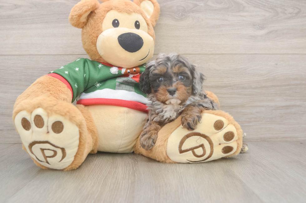 5 week old Cavapoo Puppy For Sale - Simply Southern Pups