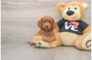 Cavapoo Puppy for Adoption