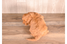 Cute Cavapoo Poodle Mix Pup