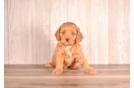 Cavapoo Pup Being Cute