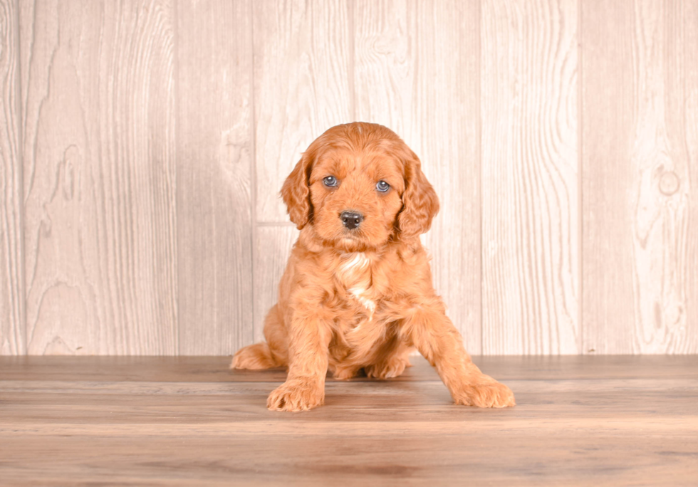 Cavapoo Pup Being Cute