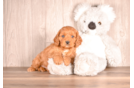 Cute Cavapoo Poodle Mix Pup